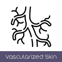 Vascularized Skin (+$160 AUD)